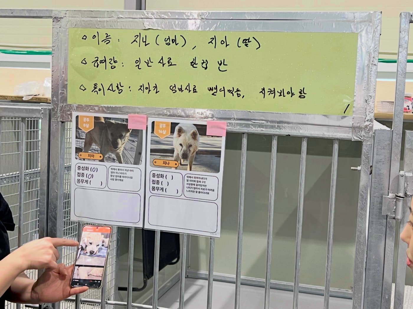 유기견 센터 청소와 강아지 마사지 & 크루들의 명상 리트릿